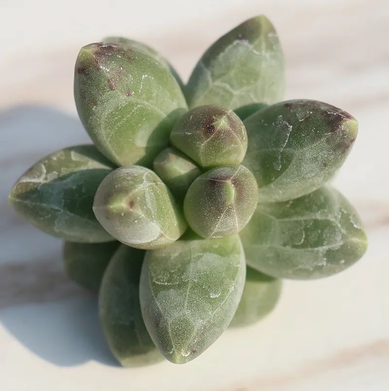 有暗纹的多肉有哪些,暗纹系多肉有哪些