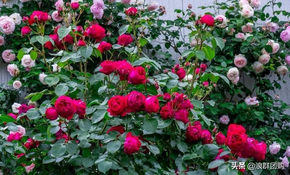 月季哪些品种大花又香,月季哪些品种花期长耐阴耐寒耐旱