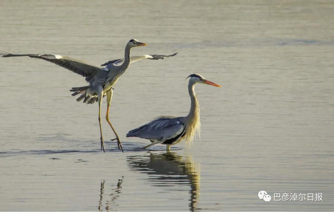 磴口南湖的苍鹭“斗舞”了，大家快来看