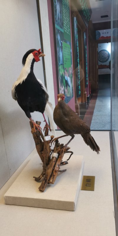 “鸟中‘闲客’——白鹇”特展在黑龙江省博物馆展出