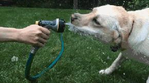 怎么养拉布拉多毛会好,怎么养拉布拉多的方法大全