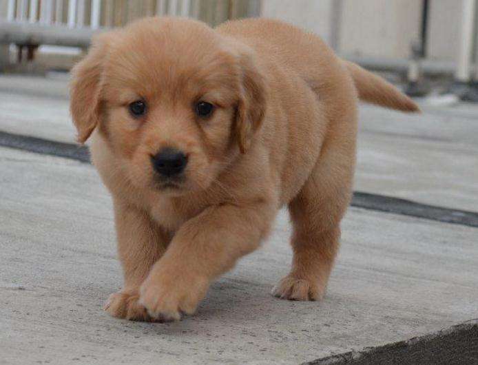 怎么做可爱的小金毛,怎么选一只好的金毛幼犬