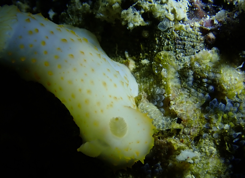 珠海海兔,它们在万山岛活得不错,明年再探望它们
