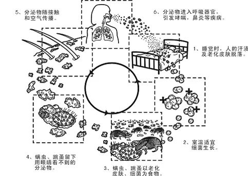 螨虫致痘？！螨虫究竟怎么办？今天一次告诉你
