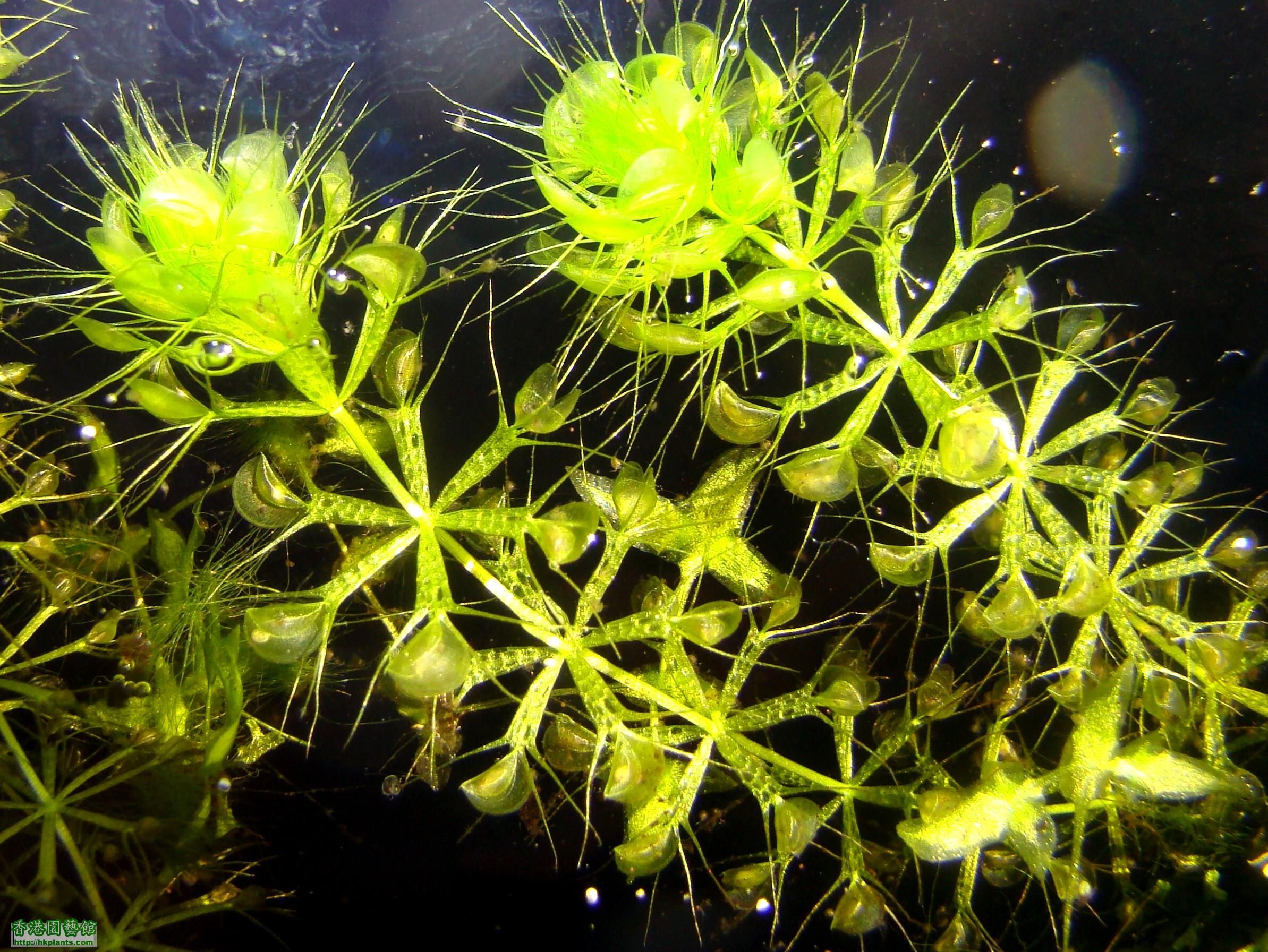 中华人民共和国野生植物保护名录,濒危保护植物名录药用植物多少种