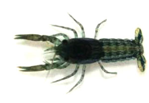 新手养鱼推荐混养品种,新手养鱼入门鱼种混养