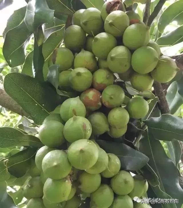 澳洲坚果的生长和做工视频,广西夏威夷果澳洲坚果