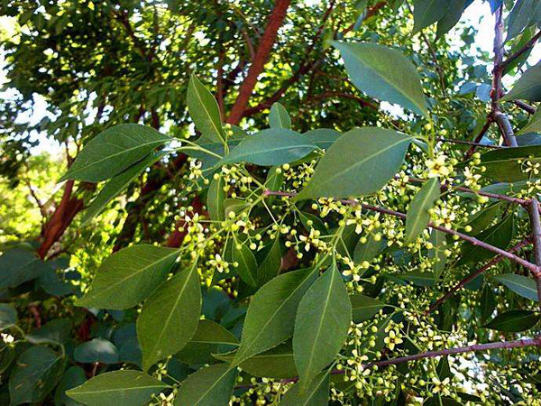 丝棉木嫁接金叶丝棉木,丝棉木种在哪里