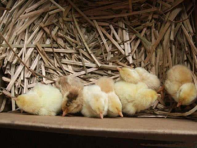 农村种植养殖技术方案最新,农村怎么讲种植养殖技术