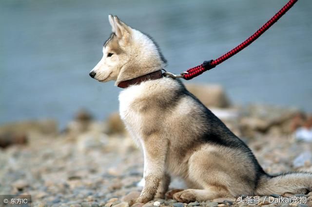 哈士奇俗称西伯利亚狼,哈士奇又叫雪橇狗