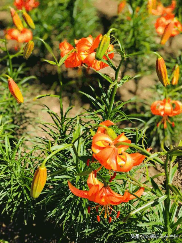 西北偏北兰州,西北偏北的兰州