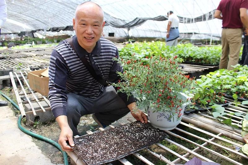 无土栽培和土壤种植技术研究所,农业无土栽培技术培训