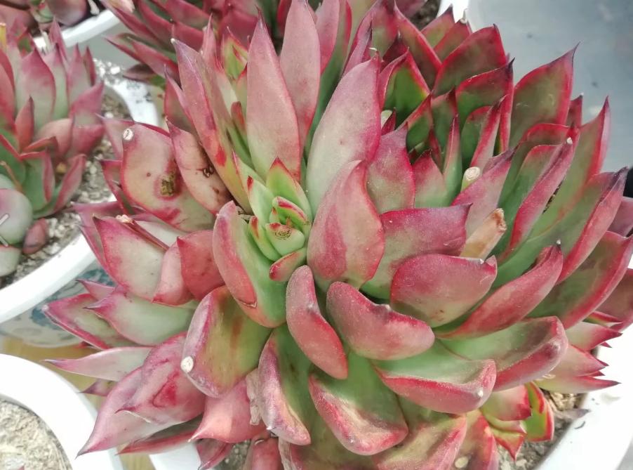 多肉养出状态来有多美?这102种多肉控养上色之后美呆了