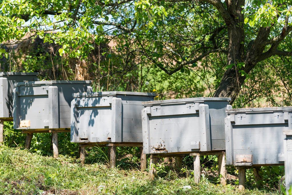 蜜蜂养殖技术蜜蜂如何合箱,土养蜜蜂分蜂后巢皮怎么管理