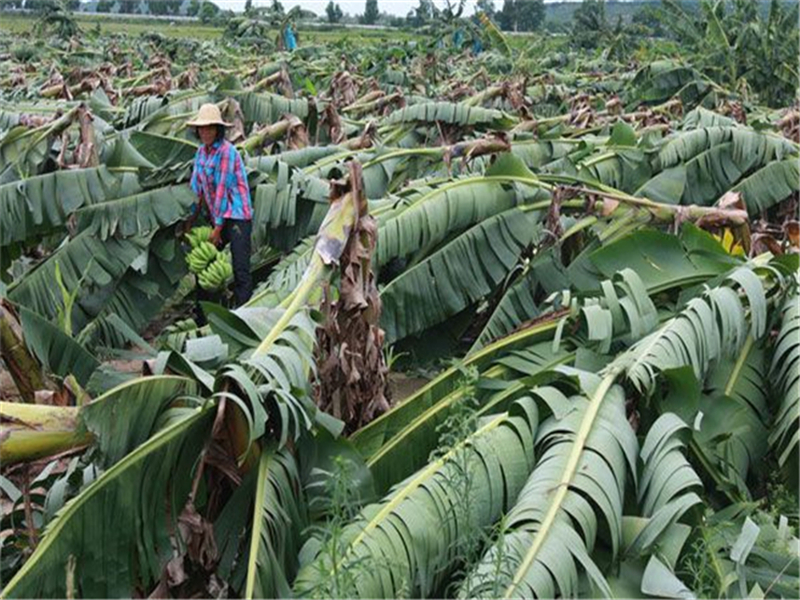 香蕉抽蕾受冻害什么症状,香蕉霜冻后处理方法