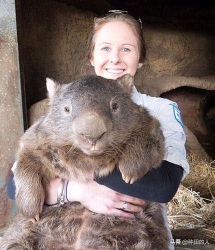 世界上最大的无尾老鼠,你见过世界上最大的老鼠吗