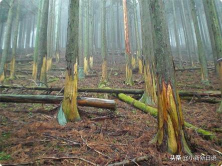 日本人为什么爱吃板栗,日本人为什么爱吃鱼