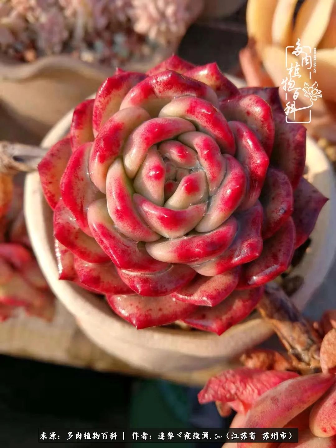 围观多肉版武林大会，一起穿越吧,下