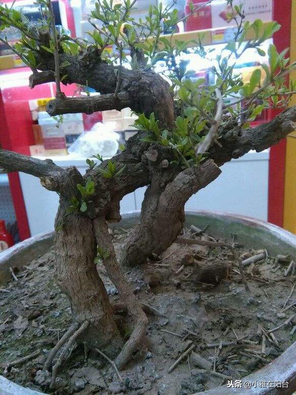 好养能结果的小盆栽,适合从种子开始养的盆栽