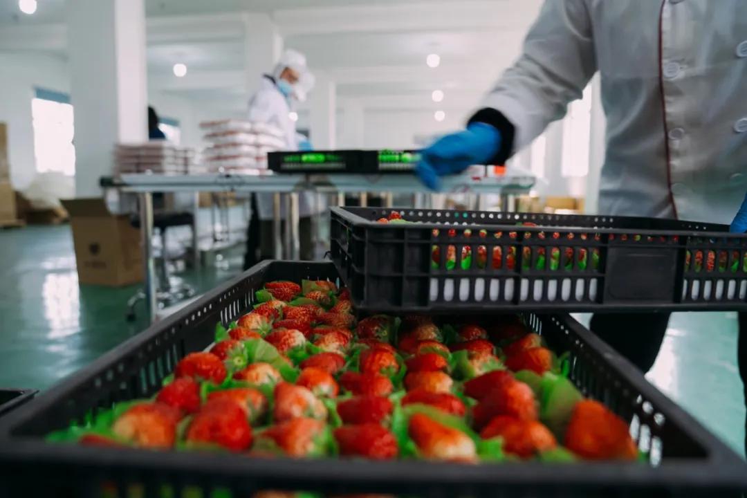 疫情期间草莓怎么买,疫情之下买什么东西