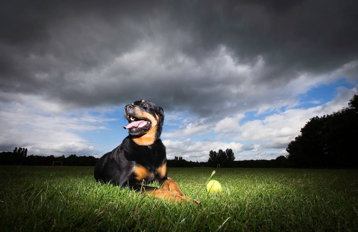 罗威纳犬忠诚吗,忠诚而强壮的罗威纳