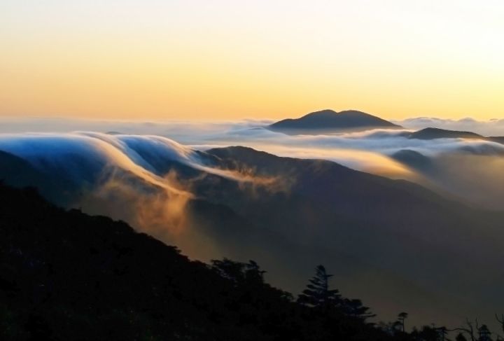 怎么用人参种子种人参,人参须能种出人参吗