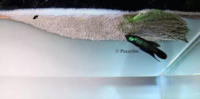 原生资讯｜和平与战争的使者-英贝利斯斗鱼