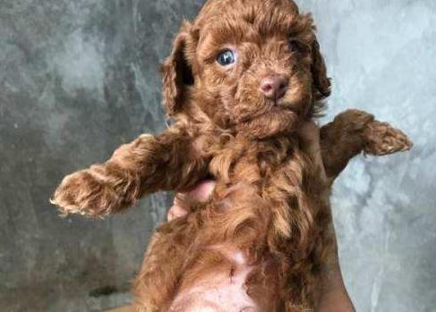 泰迪犬贵不贵好不好养,泰迪越小越值钱吗