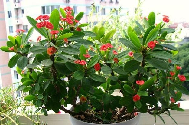 养虎刺梅吉利么,养虎刺梅怎样能开花