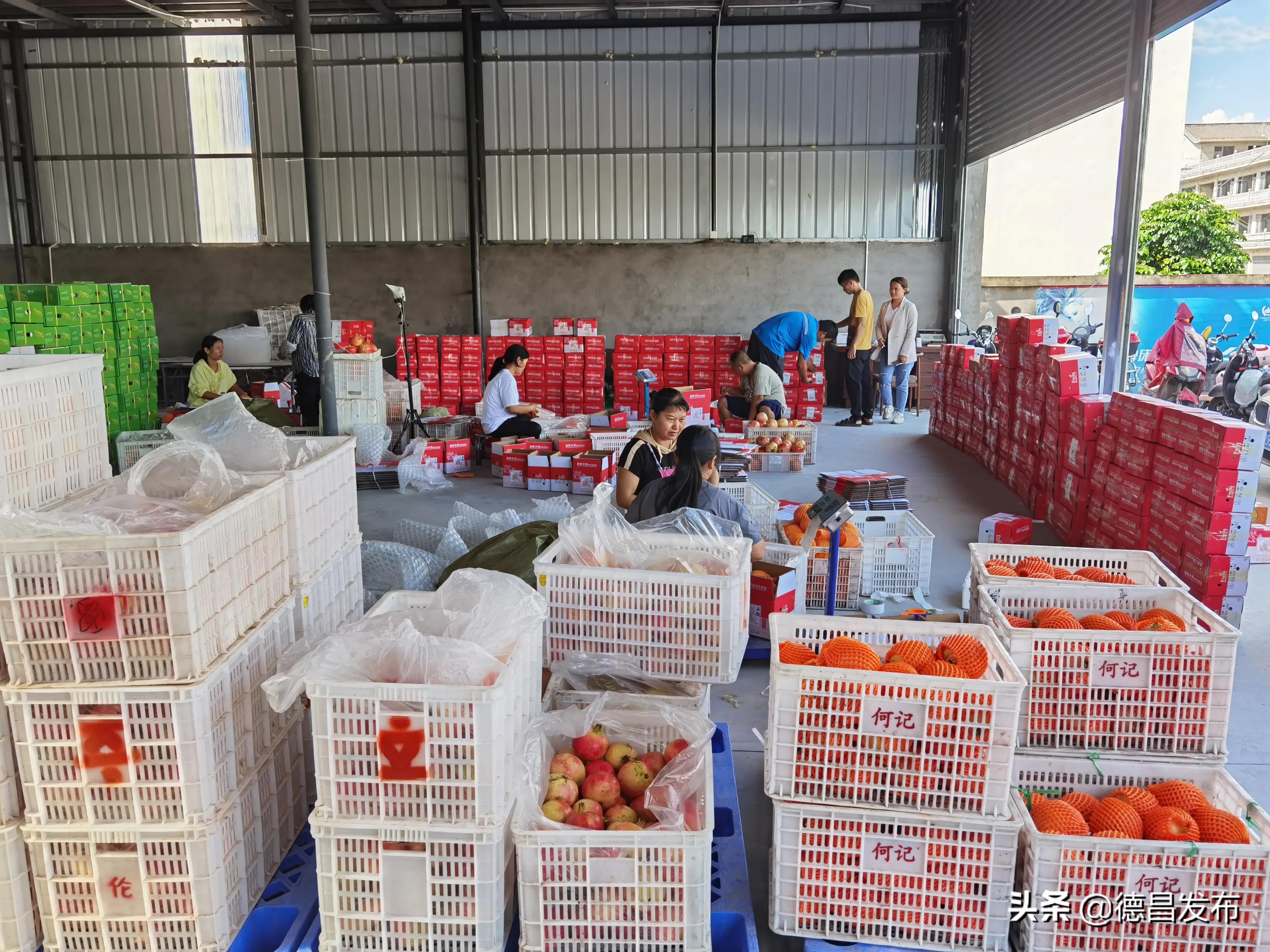 德昌：又到一年石榴红石榴丰收农民乐