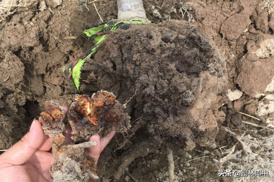 榆叶梅为什么经常干枝死掉,榆叶梅蔫了怎么救