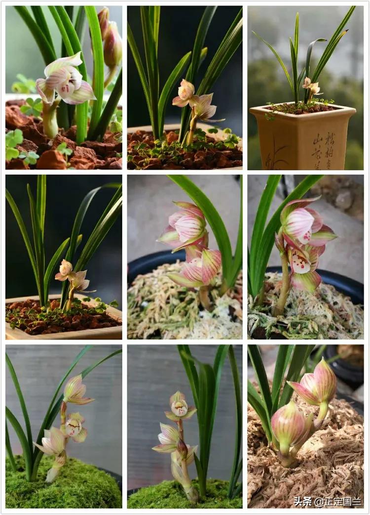 为什么兰花被称为国兰,为什么兰花又叫国兰