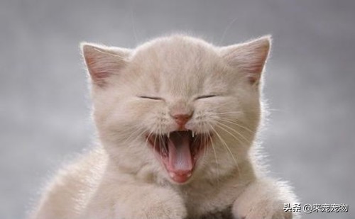 猫咪洗耳朵很不配合怎么办,生理盐水可以给猫咪洗耳朵吗