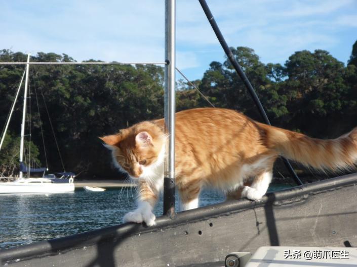 给猫剪指甲指甲劈开了有没有事了,给猫猫剪指甲失误