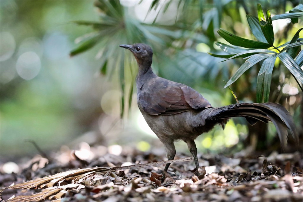 澳洲有种爱唱歌的鸟，学别的鸟叫营造假象，还能模仿汽车喇叭声