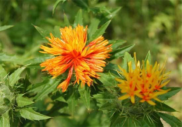 红花种植技术技巧,怎样才能更好的种植红花呢