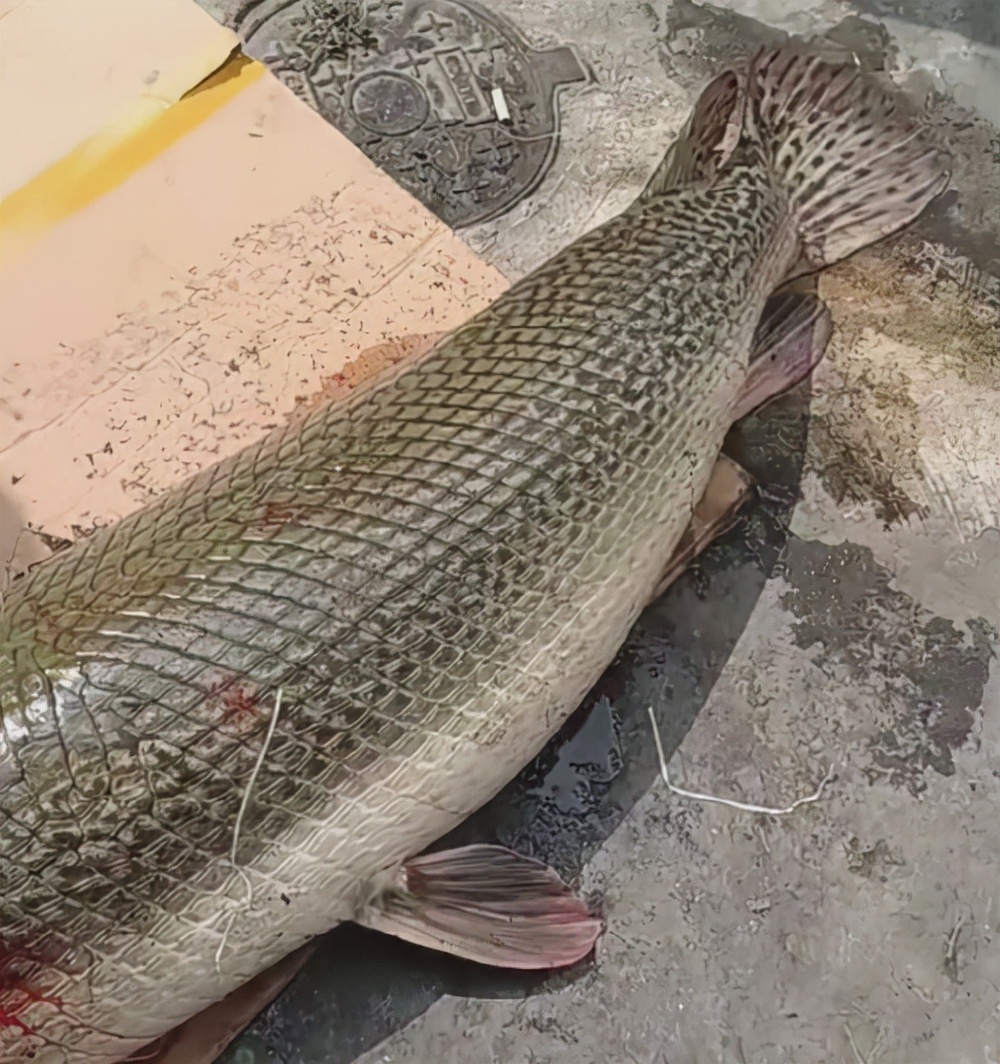 恶魔之花入侵四川,恶魔之花在加拿大为什么没有成灾