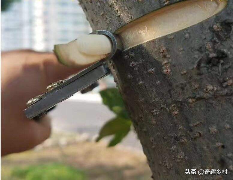 环割果树育苗割多长为好,什么样的果树环割最好