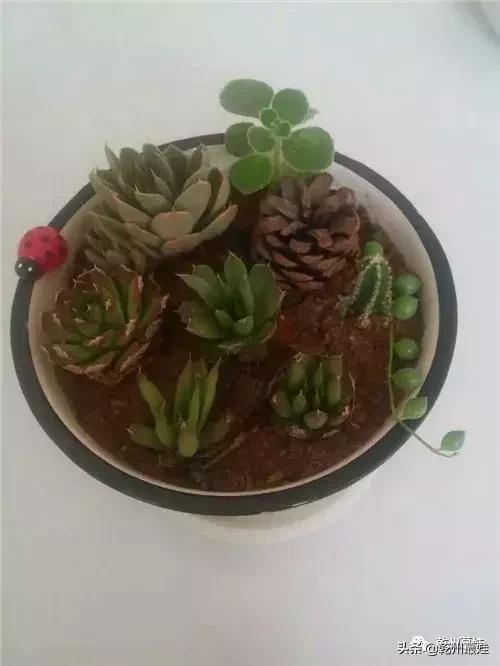 随笔吉他贝斯,瓦松的故事