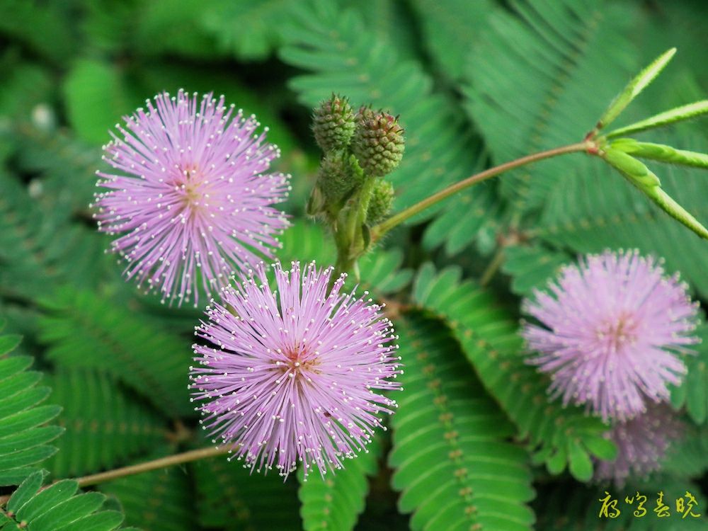 解读“回眸一笑百媚生,六宫粉黛无颜色”的古代美女——杨玉环