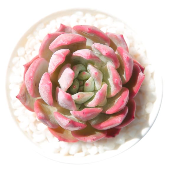 夏天养多肉可不可以晒一天休一天,冰梅多肉不繁殖会死吗