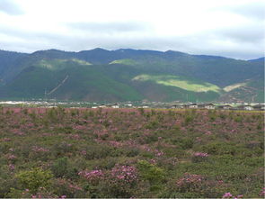 狼毒的最佳解毒方法,狼毒怎么治疗