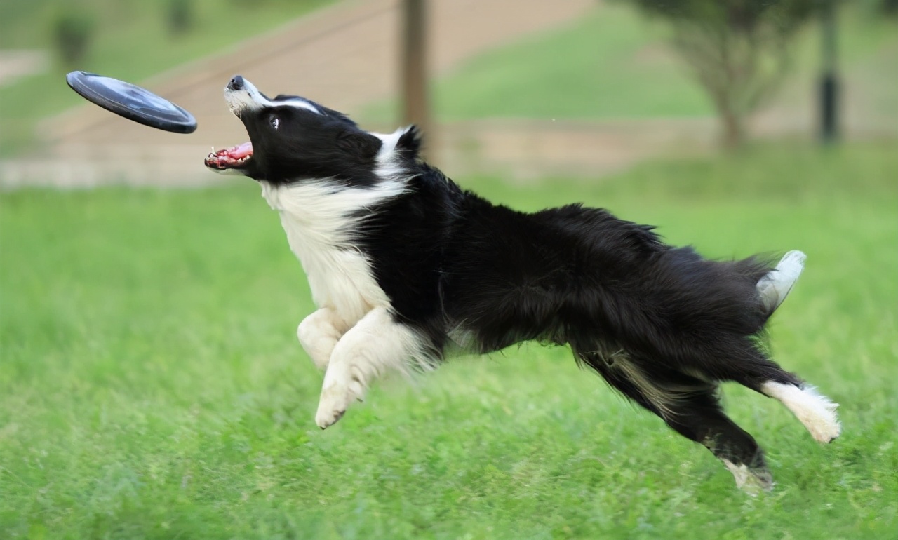 边牧多少钱一只陨石边牧,两只眼睛不一样的边牧值多少钱