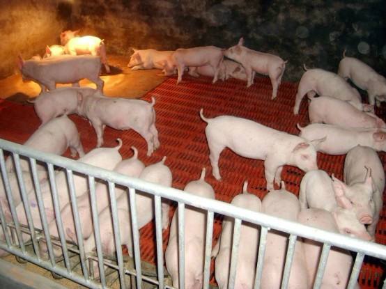 下猪仔母猪体温正常不吃食怎么办,断奶母猪低温不吃怎么治