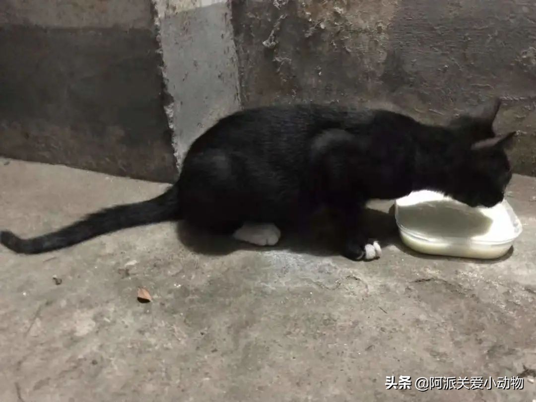 盖雪:信女愿一生荤素搭配,祈望这只拆家啊不,旺家猫找到新家