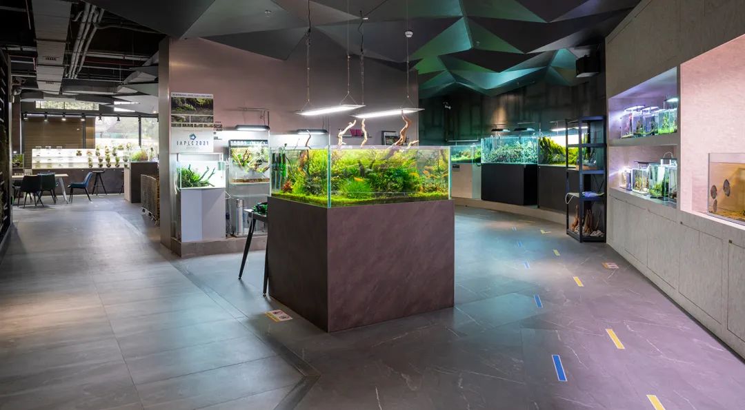 水草缸除藻最佳方法,草缸防藻黑科技