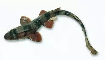 目前最顶级的海鲜鱼,世界上最顶级的海产鱼类