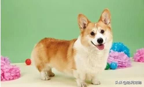 100种常见宠物价格表,最常见十种宠物狗价格