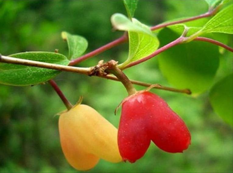 百种味道的果子,四季百种果子图片