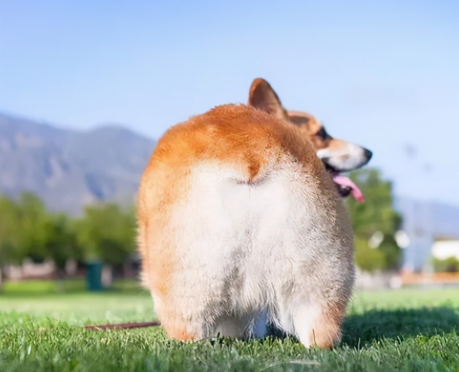 公认最好养的5种狗,目前最受欢迎的狗是什么狗